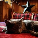 Amber Marshall Instagram – A quiet Saturday. Or should I say Caturday. 🐈⬛