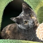 Amber Marshall Instagram – Happy Caterday!