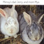 Amber Marshall Instagram – #MarshallSundayStory: 

🐰 Today we honour the life of Mimsy. This Flemish Giant mix was born on our farm in the spring of 2015. Mimsy first went to live in the city with my friend Donna, but when he grew too large (and destructive) to be a free roaming house bunny, she brought him back to the farm to live with his sister Strawberry. They had an important job, to keep the grass mowed down in our chicken runs! These two loved their day job and were inseparable for many years. We lost Strawberry last year to natural causes, and I knew Mimsy wasn’t going to go too far behind his sister. Since he was used to having a companion, I decided to bring home a beautiful young Flemish Giant for Mimsy to spend his time with. We called her Raspberry and Mimsy loved her. They would share their snacks and houses and groom each other often. 

Sadly, Mimsy recently decided it was his time to cross the 🌈 bridge to be with his sister. With so much going on, I wasn’t ready to bring a new bunny into our home, but I also didn’t want Raspberry to be lonely. After some thinking about what would be best, I reached out to my friend @GlassMenagerieFarm to see if she would consider adding this sweet girl back into her gang. I am so happy she was accepting of the idea, as Raspberry now gets to live at her birth home and be reunited with her bunny family. 🐰 

See more of Mimsy on Instagram here: #AmbersRabbitMimsy

See more of Raspberry on Instagram at: #AmbersRabbitRaspberry