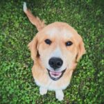 Amber Marshall Instagram - Two months ago, my friend Katie and I went on an adventure together. Little did we know at the time how much this trip would change our lives. We headed to Northern B.C. where we met up with an enthusiastic and incredibly selfless group of women from the Canadian Animal Assistance Team. Over the next 3 days, Katie and I and this power-team spayed over 100 dogs and cats in a remote area where overpopulation of homeless animals was starting to take a toll.   That’s when we met two incredible furry sisters, who at 6 months of age had already lived quite the life. These stray pups were so gentle and kind in nature, but also fearful and shy. Katie and I knew we couldn’t leave them behind to a future life on the street. By the end of our journey these lucky pups had a new place to call home. Autumn stayed with me, and Desi went with the kindest human I have ever known.   Katie started to notice something was different about Desi and began taking her to a specialist to find out what exactly was going on. She would call me with Desi news often, sometimes good, and sometimes not. It was soon found out that Desi had suffered a trauma early in her life (possibly from being hit by a car) that had caused severe organ damage. All the while Katie and I would talk about these two little angels that fell into our life exactly when we needed them most. Sadly, sweet Desi decided her time here was short and sweet, and peacefully slipped away one night in her sleep. In the 2 short months they had together this little stray found more love than most dogs would get in a full lifetime. I’m sending the biggest hugs to Katie and her family, who went above and beyond in helping this incredible soul.   We will all miss you Desi, but your life was so much larger than most, and we will not let your message be forgotten. ❤️   If you wish to donate to the life of Desi and help this from happening to other homeless pets, please consider donating to @caat_canada or your local animal shelter.   #CAAT #GivingTuesday @downtownkatiebrown @caat_canada