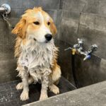 Amber Marshall Instagram - Autumn is getting cleaned up for her spay tomorrow!