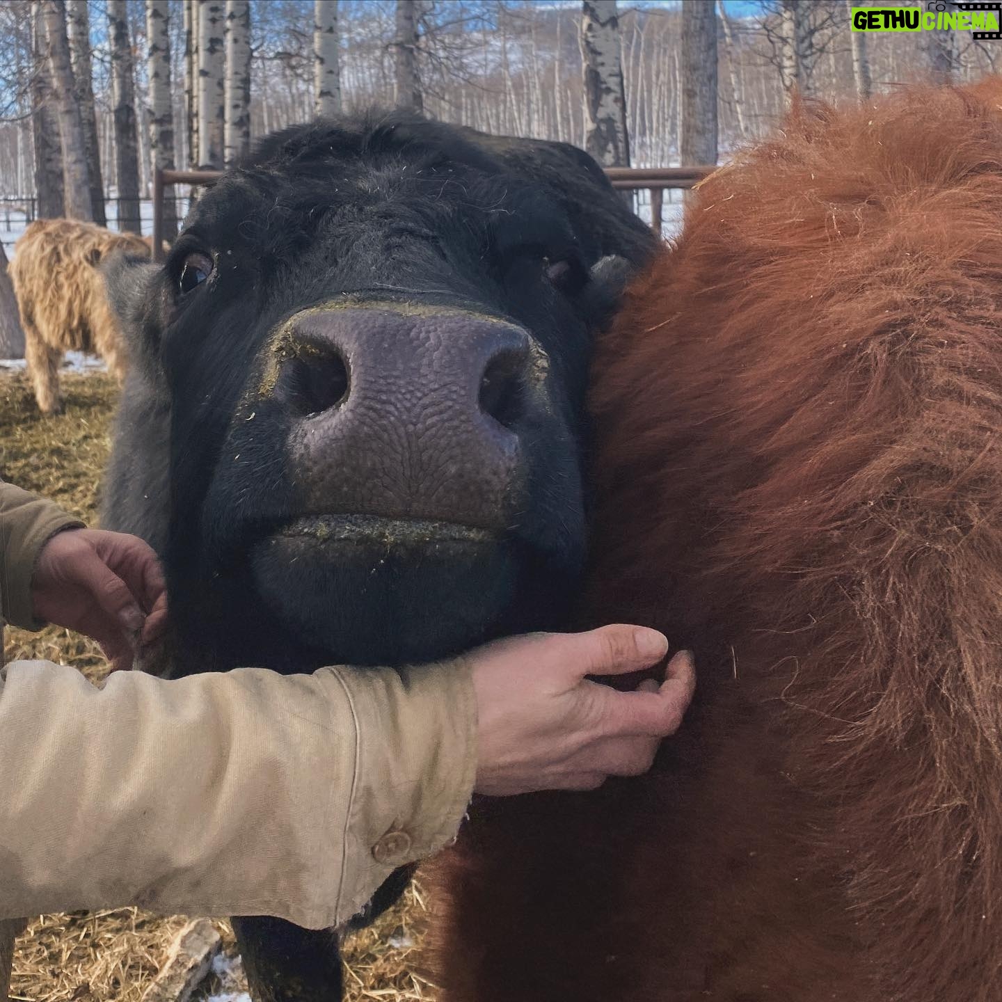 Amber Marshall Instagram - Just some Saturday snuggles…. ❤️ Thanks Shay for taking these and for giving lots of snuggles to my big furry pup. I do believe cows give some of the best large animal cuddles of all. Especially #AmbersCowLily 🐮 📸 credit: @cashthequarterhorse and moi