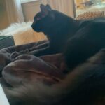 Amiyah Scott Instagram - ***update*** This post will now be in memory of #Rocco My F1 bengal who is no longer with us. I miss you so much my little wild boy 👼🏽 🐆 🐾 - - I feel like I’ve never given y’all a formal pet introduction, so meet my boys 🐾 Puma 🐈‍⬛ Rocco 🐈