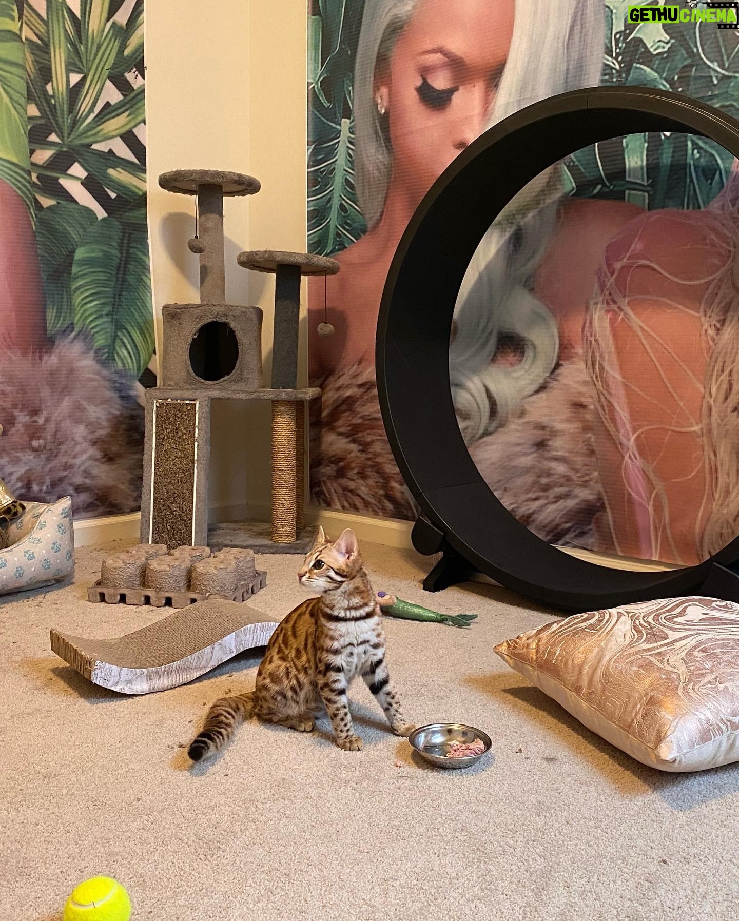 Amiyah Scott Instagram - ***update*** This post will now be in memory of #Rocco My F1 bengal who is no longer with us. I miss you so much my little wild boy πΌπ½ π πΎ - - I feel like Iβve never given yβall a formal pet introduction, so meet my boys πΎ Puma πββ¬ Rocco π