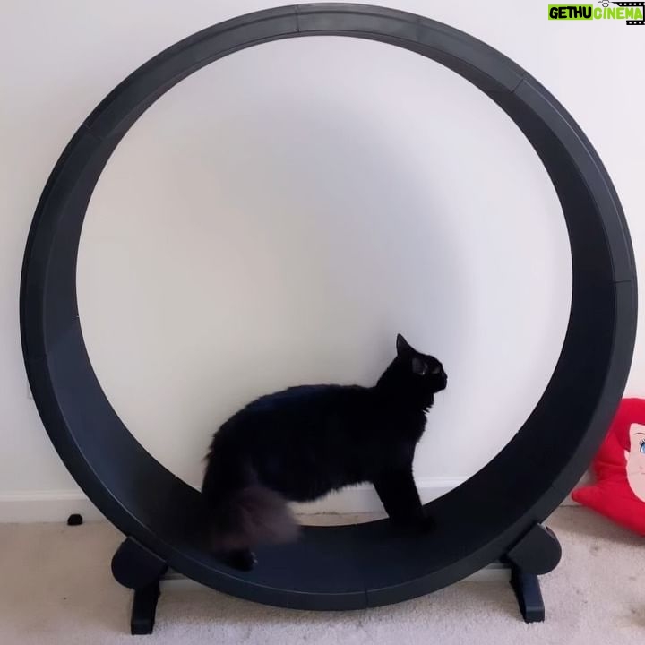 Amiyah Scott Instagram - ***update*** This post will now be in memory of #Rocco My F1 bengal who is no longer with us. I miss you so much my little wild boy πΌπ½ π πΎ - - I feel like Iβve never given yβall a formal pet introduction, so meet my boys πΎ Puma πββ¬ Rocco π
