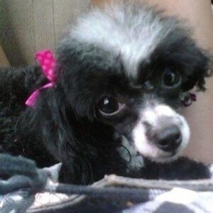 Amiyah Scott Instagram - For my 20th birthday I got a puppy, a teacup poodle, that turned out to be so much more than a pet. Bridgette was a person. If you knew her, you know what I mean. The funniest little dog I’ve ever met; my baby. 😔❤️ B was there for everything! I grew up with her, I found myself with her and sometimes she was all I had. I will remember you forever. I love you Bridgette. Rest In Peace my babygirl. She would’ve been 12 years old in a week 💔