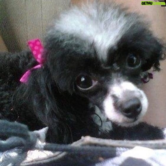 Amiyah Scott - 82.8K Likes - For my 20th birthday I got a puppy, a teacup poodle, that turned out to be so much more than a pet. Bridgette was a person. If you knew her, you know what I mean. The funniest little dog I’ve ever met; my baby. 😔❤️ B was there for everything! I grew up with her, I found myself with her and sometimes she was all I had. I will remember you forever. I love you Bridgette. Rest In Peace my babygirl. She would’ve been 12 years old in a week 💔