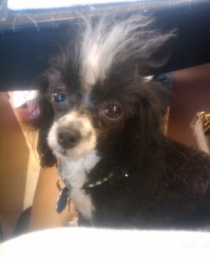 Amiyah Scott Instagram - For my 20th birthday I got a puppy, a teacup poodle, that turned out to be so much more than a pet. Bridgette was a person. If you knew her, you know what I mean. The funniest little dog I’ve ever met; my baby. 😔❤️ B was there for everything! I grew up with her, I found myself with her and sometimes she was all I had. I will remember you forever. I love you Bridgette. Rest In Peace my babygirl. She would’ve been 12 years old in a week 💔