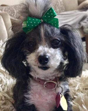Amiyah Scott Instagram - For my 20th birthday I got a puppy, a teacup poodle, that turned out to be so much more than a pet. Bridgette was a person. If you knew her, you know what I mean. The funniest little dog I’ve ever met; my baby. 😔❤️ B was there for everything! I grew up with her, I found myself with her and sometimes she was all I had. I will remember you forever. I love you Bridgette. Rest In Peace my babygirl. She would’ve been 12 years old in a week 💔
