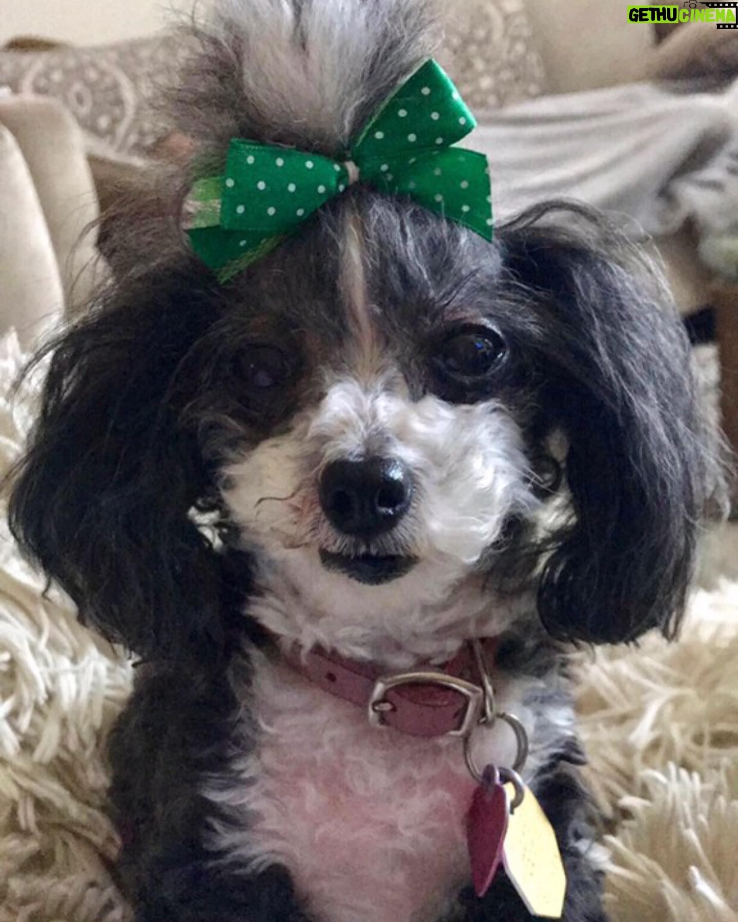 Amiyah Scott - 82.8K Likes - For my 20th birthday I got a puppy, a teacup poodle, that turned out to be so much more than a pet. Bridgette was a person. If you knew her, you know what I mean. The funniest little dog I’ve ever met; my baby. 😔❤️ B was there for everything! I grew up with her, I found myself with her and sometimes she was all I had. I will remember you forever. I love you Bridgette. Rest In Peace my babygirl. She would’ve been 12 years old in a week 💔