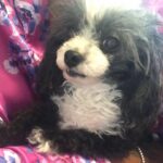 Amiyah Scott Instagram - For my 20th birthday I got a puppy, a teacup poodle, that turned out to be so much more than a pet. Bridgette was a person. If you knew her, you know what I mean. The funniest little dog I’ve ever met; my baby. 😔❤️ B was there for everything! I grew up with her, I found myself with her and sometimes she was all I had. I will remember you forever. I love you Bridgette. Rest In Peace my babygirl. She would’ve been 12 years old in a week 💔