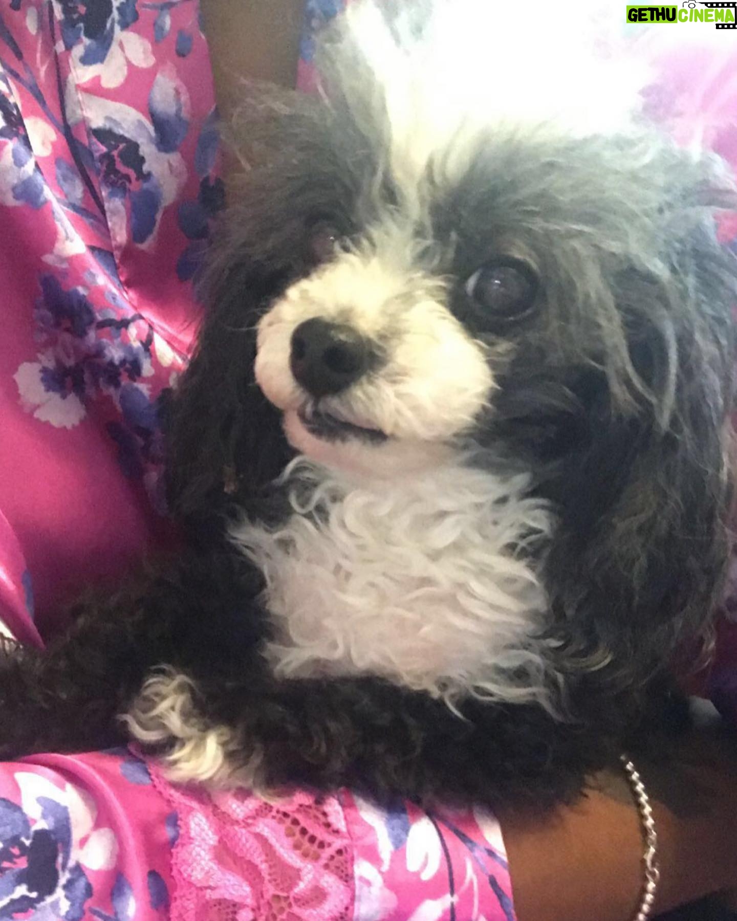 Amiyah Scott - 82.8K Likes - For my 20th birthday I got a puppy, a teacup poodle, that turned out to be so much more than a pet. Bridgette was a person. If you knew her, you know what I mean. The funniest little dog I’ve ever met; my baby. 😔❤️ B was there for everything! I grew up with her, I found myself with her and sometimes she was all I had. I will remember you forever. I love you Bridgette. Rest In Peace my babygirl. She would’ve been 12 years old in a week 💔