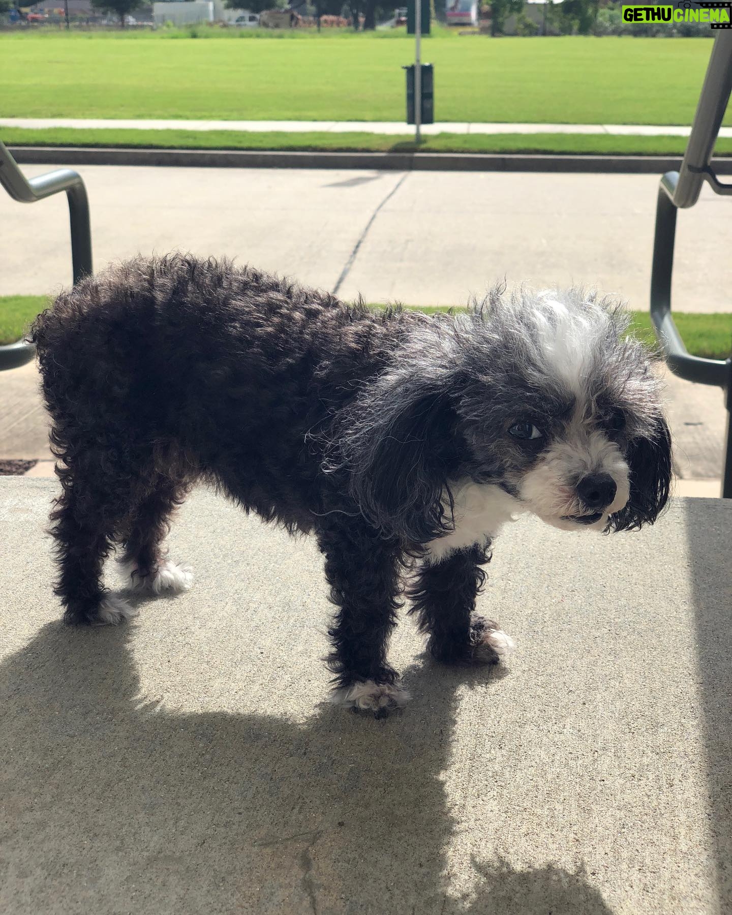 Amiyah Scott - 82.8K Likes - For my 20th birthday I got a puppy, a teacup poodle, that turned out to be so much more than a pet. Bridgette was a person. If you knew her, you know what I mean. The funniest little dog I’ve ever met; my baby. 😔❤️ B was there for everything! I grew up with her, I found myself with her and sometimes she was all I had. I will remember you forever. I love you Bridgette. Rest In Peace my babygirl. She would’ve been 12 years old in a week 💔