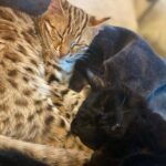Amiyah Scott Instagram - ***update*** This post will now be in memory of #Rocco My F1 bengal who is no longer with us. I miss you so much my little wild boy 👼🏽 🐆 🐾 - - I feel like I’ve never given y’all a formal pet introduction, so meet my boys 🐾 Puma 🐈‍⬛ Rocco 🐈
