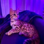 Amiyah Scott Instagram - ***update*** This post will now be in memory of #Rocco My F1 bengal who is no longer with us. I miss you so much my little wild boy 👼🏽 🐆 🐾 - - I feel like I’ve never given y’all a formal pet introduction, so meet my boys 🐾 Puma 🐈‍⬛ Rocco 🐈