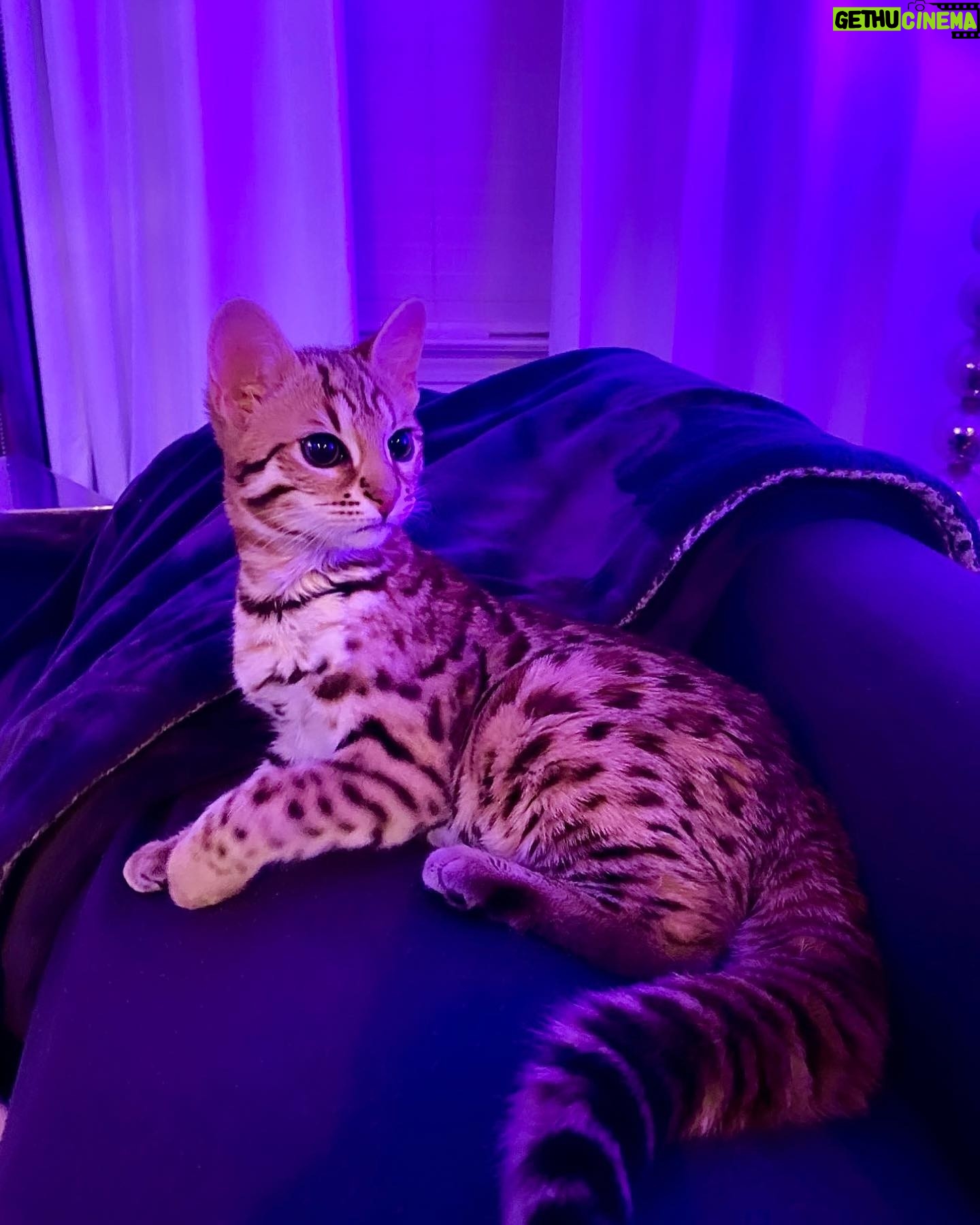 Amiyah Scott Instagram - ***update*** This post will now be in memory of #Rocco My F1 bengal who is no longer with us. I miss you so much my little wild boy πΌπ½ π πΎ - - I feel like Iβve never given yβall a formal pet introduction, so meet my boys πΎ Puma πββ¬ Rocco π
