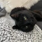 Amiyah Scott Instagram - ***update*** This post will now be in memory of #Rocco My F1 bengal who is no longer with us. I miss you so much my little wild boy 👼🏽 🐆 🐾 - - I feel like I’ve never given y’all a formal pet introduction, so meet my boys 🐾 Puma 🐈‍⬛ Rocco 🐈