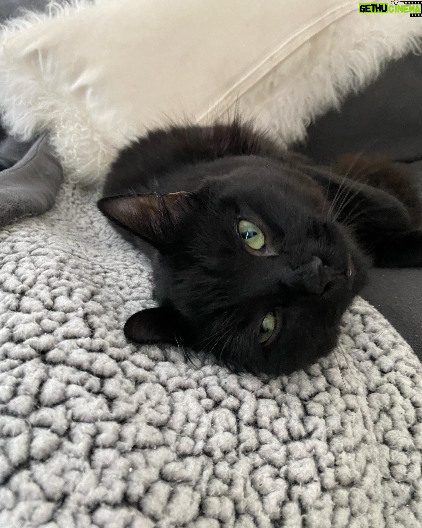 Amiyah Scott Instagram - ***update*** This post will now be in memory of #Rocco My F1 bengal who is no longer with us. I miss you so much my little wild boy πΌπ½ π πΎ - - I feel like Iβve never given yβall a formal pet introduction, so meet my boys πΎ Puma πββ¬ Rocco π