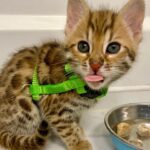Amiyah Scott Instagram - ***update*** This post will now be in memory of #Rocco My F1 bengal who is no longer with us. I miss you so much my little wild boy 👼🏽 🐆 🐾 - - I feel like I’ve never given y’all a formal pet introduction, so meet my boys 🐾 Puma 🐈‍⬛ Rocco 🐈