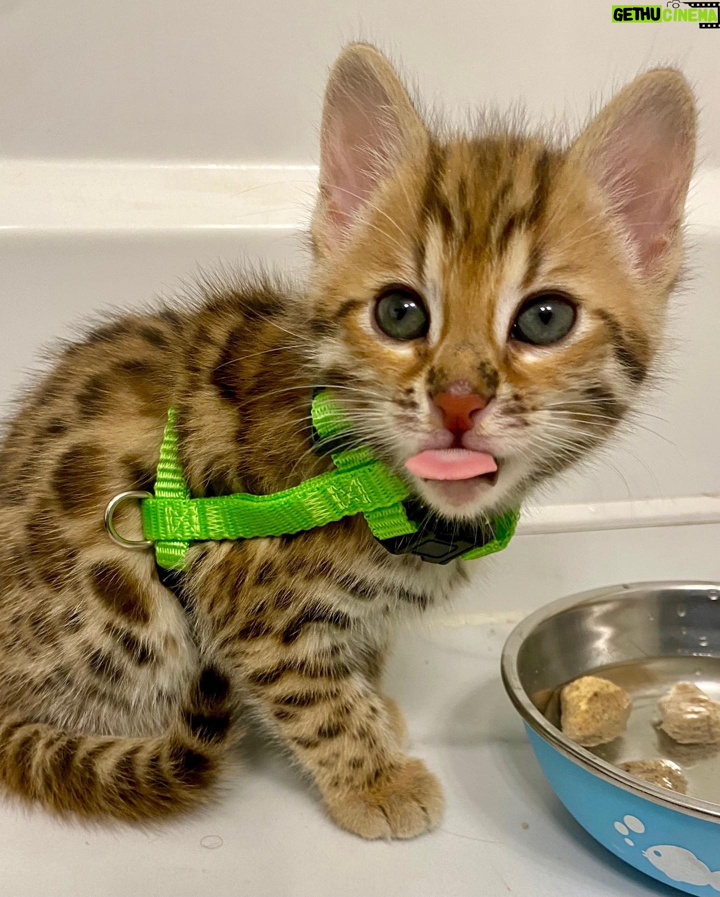 Amiyah Scott Instagram - ***update*** This post will now be in memory of #Rocco My F1 bengal who is no longer with us. I miss you so much my little wild boy πΌπ½ π πΎ - - I feel like Iβve never given yβall a formal pet introduction, so meet my boys πΎ Puma πββ¬ Rocco π