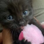 Amiyah Scott Instagram - ***update*** This post will now be in memory of #Rocco My F1 bengal who is no longer with us. I miss you so much my little wild boy 👼🏽 🐆 🐾 - - I feel like I’ve never given y’all a formal pet introduction, so meet my boys 🐾 Puma 🐈‍⬛ Rocco 🐈