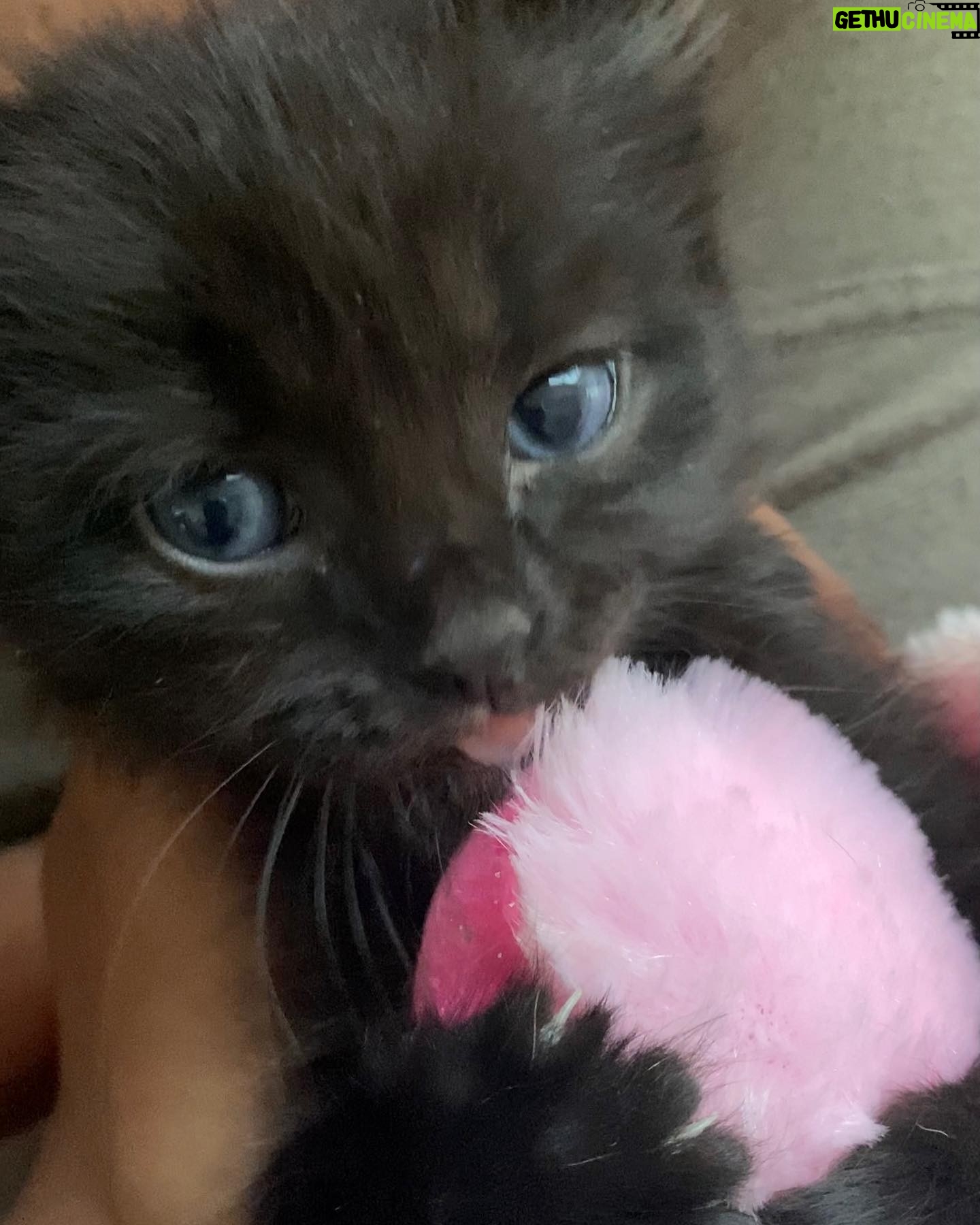 Amiyah Scott Instagram - ***update*** This post will now be in memory of #Rocco My F1 bengal who is no longer with us. I miss you so much my little wild boy πΌπ½ π πΎ - - I feel like Iβve never given yβall a formal pet introduction, so meet my boys πΎ Puma πββ¬ Rocco π