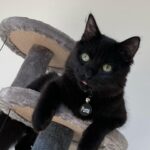 Amiyah Scott Instagram - ***update*** This post will now be in memory of #Rocco My F1 bengal who is no longer with us. I miss you so much my little wild boy 👼🏽 🐆 🐾 - - I feel like I’ve never given y’all a formal pet introduction, so meet my boys 🐾 Puma 🐈‍⬛ Rocco 🐈
