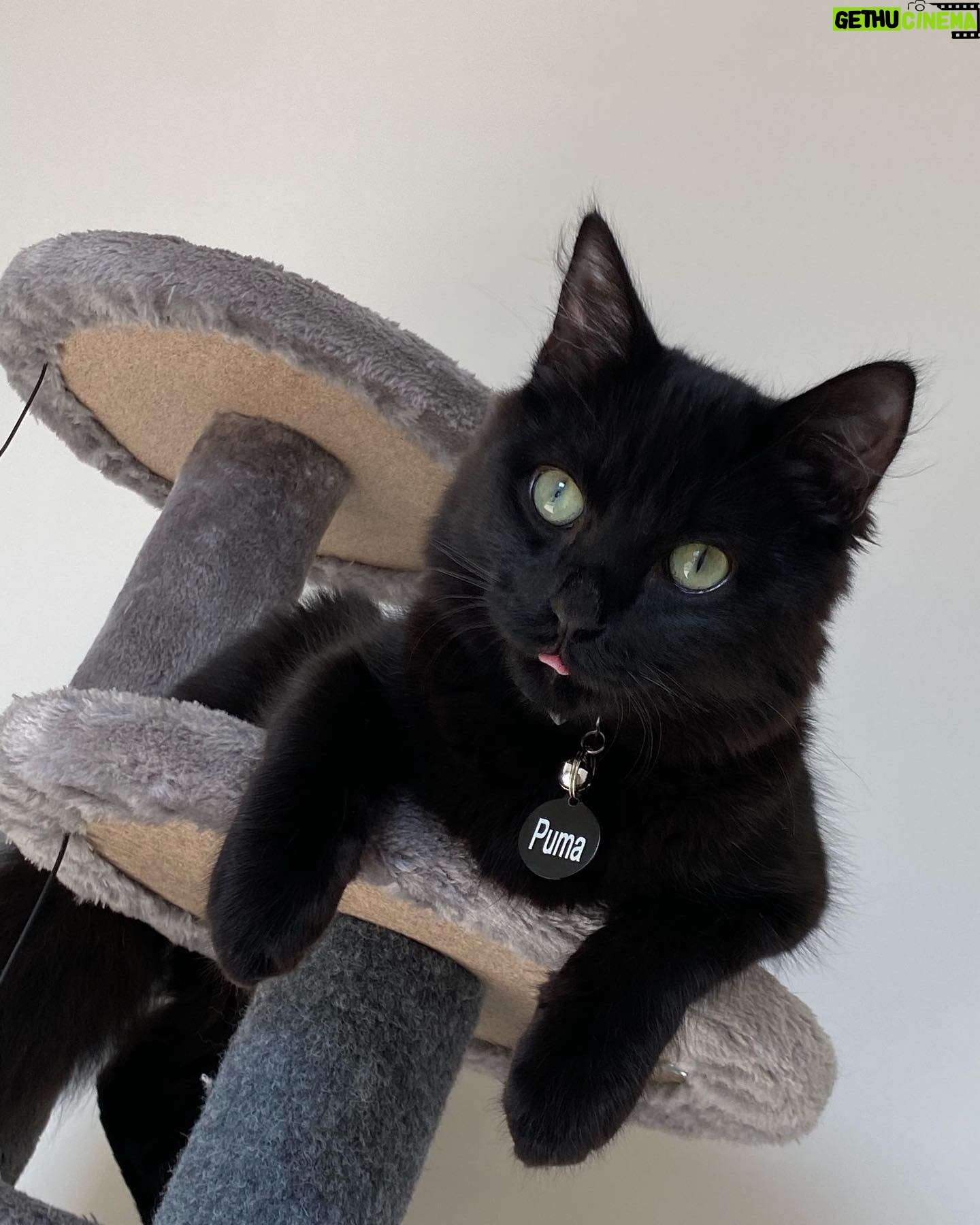 Amiyah Scott Instagram - ***update*** This post will now be in memory of #Rocco My F1 bengal who is no longer with us. I miss you so much my little wild boy πΌπ½ π πΎ - - I feel like Iβve never given yβall a formal pet introduction, so meet my boys πΎ Puma πββ¬ Rocco π