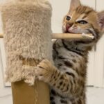 Amiyah Scott Instagram - ***update*** This post will now be in memory of #Rocco My F1 bengal who is no longer with us. I miss you so much my little wild boy 👼🏽 🐆 🐾 - - I feel like I’ve never given y’all a formal pet introduction, so meet my boys 🐾 Puma 🐈‍⬛ Rocco 🐈