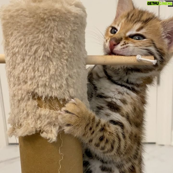 Amiyah Scott Instagram - ***update*** This post will now be in memory of #Rocco My F1 bengal who is no longer with us. I miss you so much my little wild boy πΌπ½ π πΎ - - I feel like Iβve never given yβall a formal pet introduction, so meet my boys πΎ Puma πββ¬ Rocco π
