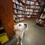 Amy Dumas Instagram - Met a new friend at the book store. Finally picked up Crying in HMart Anyone reading any good memoirs? #sf #citylightsbookstore