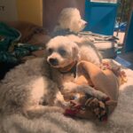 Amy Dumas Instagram – Who will adopt Ledger from @muttvillesf and then be my friend so I can visit? 
#seniordogsrule 
#seniorsweeties 
#muttville 
#adoptdontshop