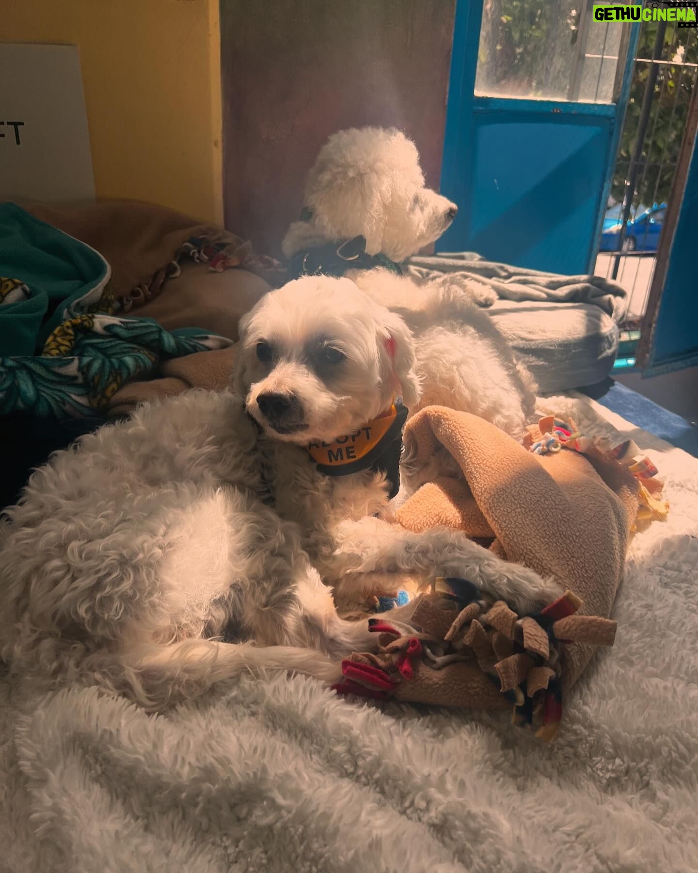 Amy Dumas Instagram - Who will adopt Ledger from @muttvillesf and then be my friend so I can visit? #seniordogsrule #seniorsweeties #muttville #adoptdontshop