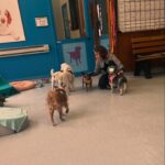 Amy Dumas Instagram – Who will adopt Ledger from @muttvillesf and then be my friend so I can visit? 
#seniordogsrule 
#seniorsweeties 
#muttville 
#adoptdontshop