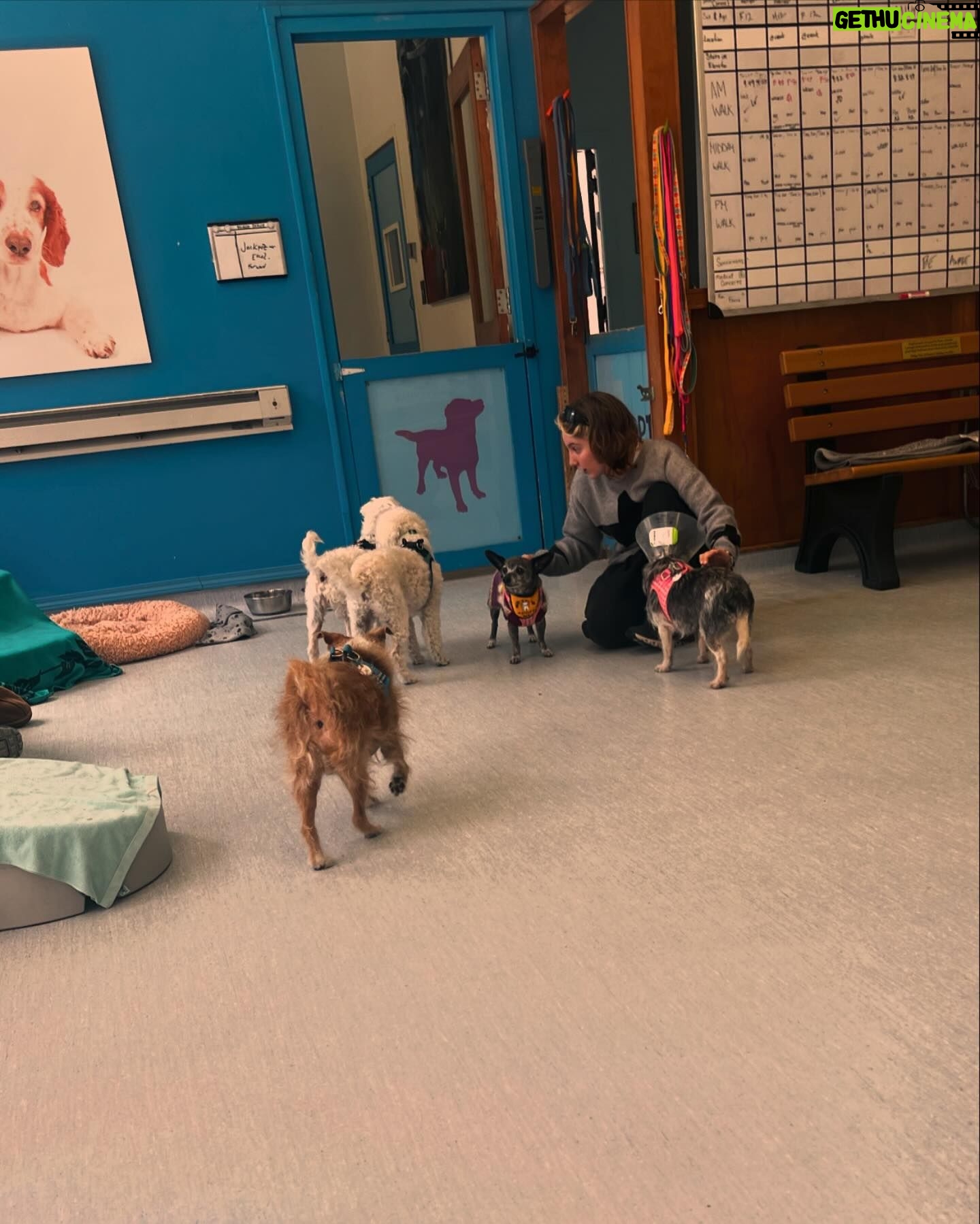 Amy Dumas Instagram - Who will adopt Ledger from @muttvillesf and then be my friend so I can visit? #seniordogsrule #seniorsweeties #muttville #adoptdontshop