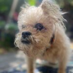 Amy Dumas Instagram – It’s #internationaldogday every day with this world traveler @_thekenz_ (cameo by Rosie the dog)