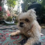 Amy Dumas Instagram – It’s #internationaldogday every day with this world traveler @_thekenz_ (cameo by Rosie the dog)