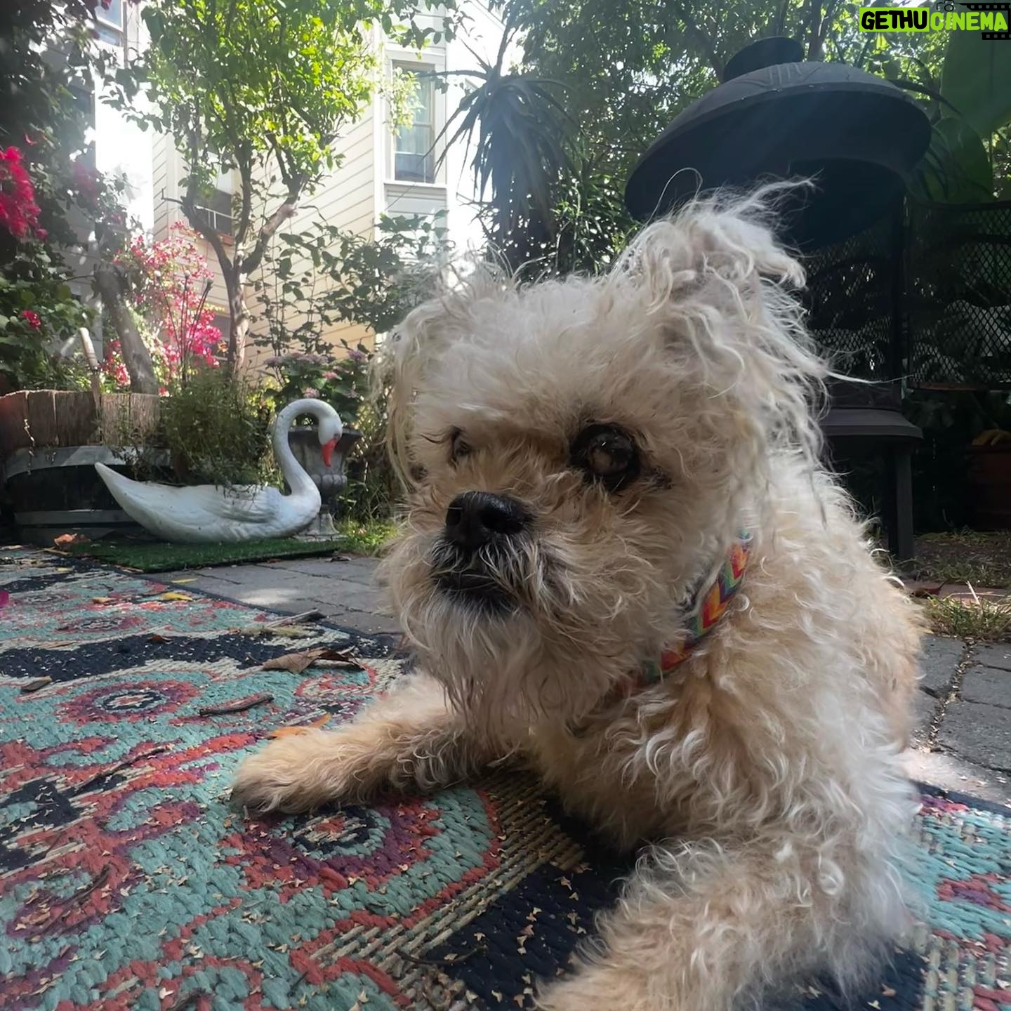 Amy Dumas Instagram - It’s #internationaldogday every day with this world traveler @_thekenz_ (cameo by Rosie the dog)