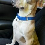 Amy Dumas Instagram - This is my first year celebrating my birthday without @_thekenz_ so in her honor…. Help me find Rice Cake’s furever friend!!! This sweet boy has been in the shelter for over a year and a half. He is so eager for a routine. He’s both treat and affection motivated and just wants to please you. If you are in or can travel to the Atlanta area and looking for a pal please come meet him at @lifelineanimal or put in an application. Rice cake has too much spirit left to be living his life in a shelter. Please share this post so we can help give him the life he deserves. #adoptdontshop #lifelineanimalproject