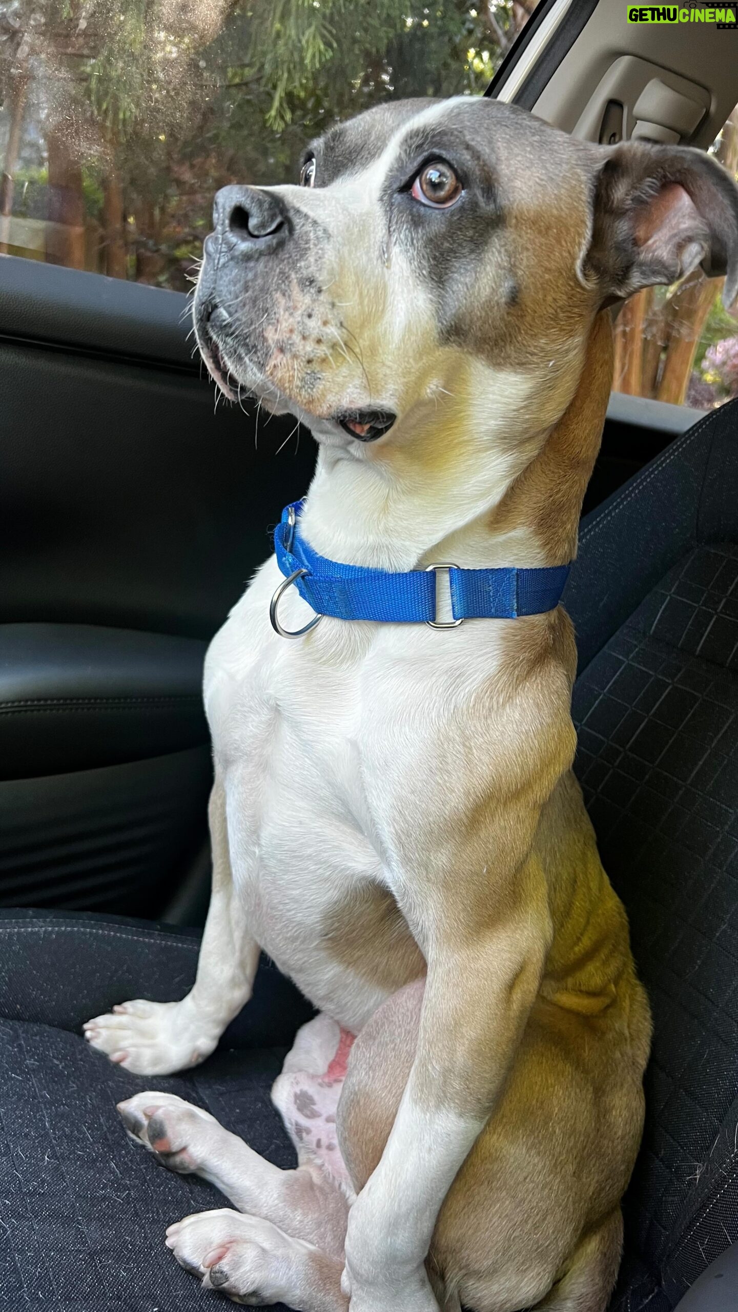 Amy Dumas Instagram - This is my first year celebrating my birthday without @_thekenz_ so in her honor…. Help me find Rice Cake’s furever friend!!! This sweet boy has been in the shelter for over a year and a half. He is so eager for a routine. He’s both treat and affection motivated and just wants to please you. If you are in or can travel to the Atlanta area and looking for a pal please come meet him at @lifelineanimal or put in an application. Rice cake has too much spirit left to be living his life in a shelter. Please share this post so we can help give him the life he deserves. #adoptdontshop #lifelineanimalproject