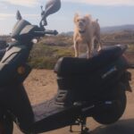 Amy Dumas Instagram - I’m saddened to make this post but…. my faithful @genuinescooters Hoolie of 10 years was stolen today. If you’re in SF keep a lookout for a matte green Genuine Hooligan. It has been registered as stolen. If you’re in the Bay Area please share. Maybe I can find her before she’s chopped and stripped 🥹 These pics are from happier days over the years. I haven’t known a life without my scoot in 15 years. I’ve put so many miles on these 2 wheels- she was a little beat up- but I wouldn’t have traded her for anything. 🥹🥹 #scooter #scooterlife #twowheels