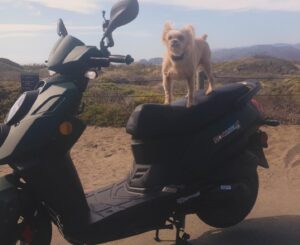 Amy Dumas Instagram - I’m saddened to make this post but…. 

my faithful @genuinescooters Hoolie of 10 years was stolen today. If you’re in SF keep a lookout for a matte green Genuine Hooligan. It has been registered as stolen. If you’re in the Bay Area please share. Maybe I can find her before she’s chopped and stripped 🥹

These pics are from happier days over the years. I haven’t known a life without my scoot in 15 years. I’ve put so many miles on these 2 wheels- she was a little beat up- but I wouldn’t have traded her for anything. 🥹🥹
#scooter 
#scooterlife 
#twowheels