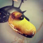 Amy Lee Instagram – UM, has anyone ever roasted a marshmallow peep before??? Because I just did and I’m pretty sure this was how they were always intended. The sugar crust caramelizes 🤯 How have I lived my whole life never thinking of this…