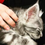 Amy Lee Instagram – Meet our new fur baby, Simon! 😻❤️ We’ve only had him 2 weeks and love him so much already!