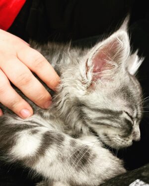 Amy Lee Instagram - Meet our new fur baby, Simon! 😻❤️ We’ve only had him 2 weeks and love him so much already!