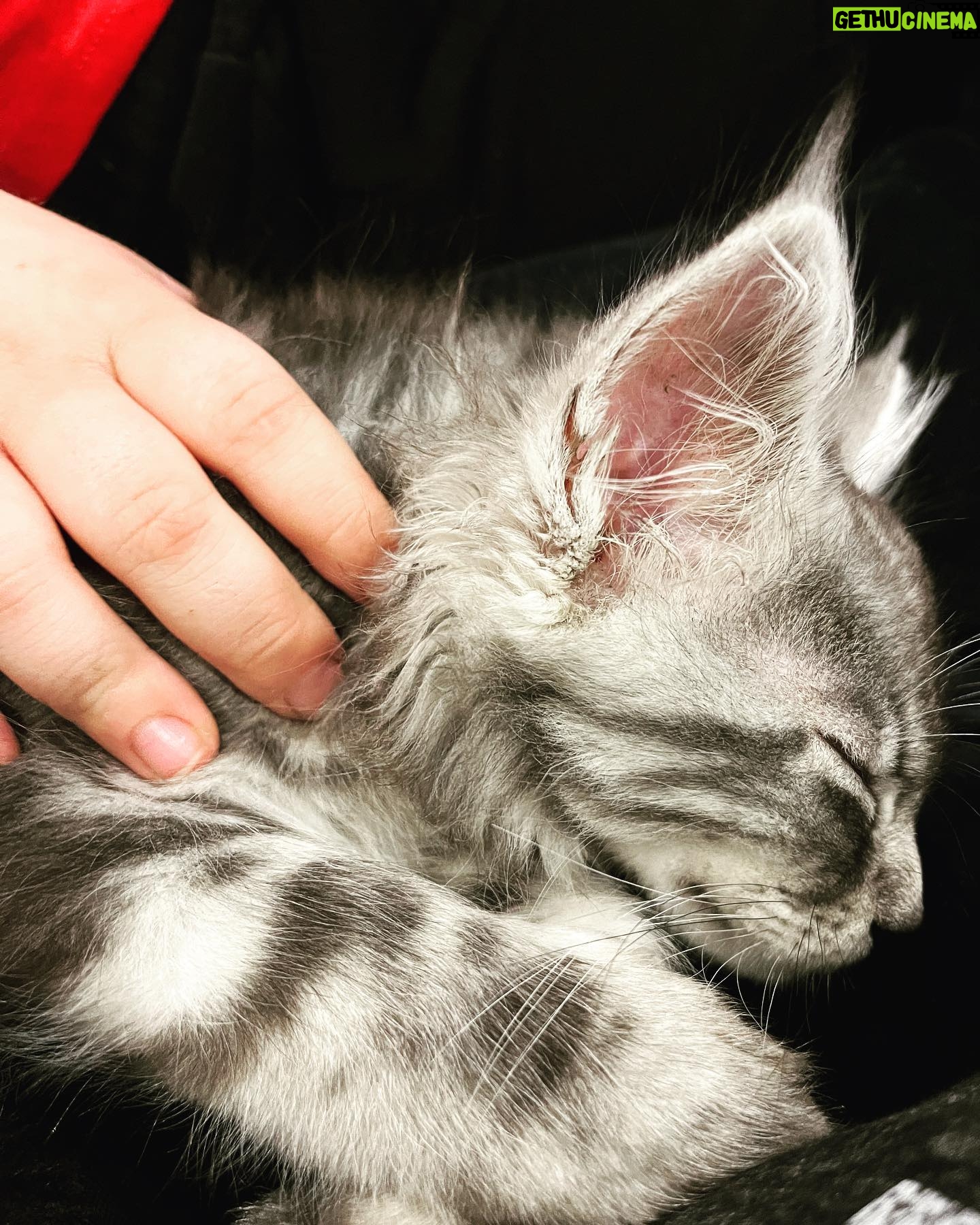Amy Lee - 208.7K Likes - Meet our new fur baby, Simon! 😻❤️ We’ve only had him 2 weeks and love him so much already!