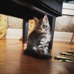 Amy Lee Instagram – Meet our new fur baby, Simon! 😻❤️ We’ve only had him 2 weeks and love him so much already!