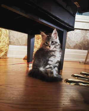 Amy Lee Instagram - Meet our new fur baby, Simon! 😻❤️ We’ve only had him 2 weeks and love him so much already!