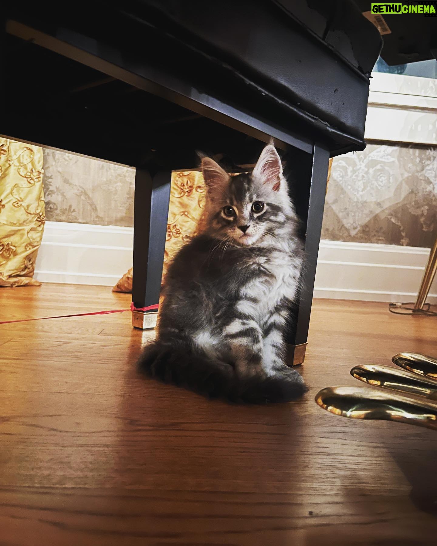 Amy Lee - 208.7K Likes - Meet our new fur baby, Simon! 😻❤️ We’ve only had him 2 weeks and love him so much already!