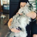 Amy Lee Instagram – Hi! So, I’m really looking forward to our trip to Mexico and South America coming up, and I’m feeling Brazil this morning. I have a request for my 🇧🇷 friends: can you share some of your favorite Brazilian music with me? There’s so much it’s hard to know where to begin, and we probably like similar things so, show me what you like!
 
Also, our cat Simon is now enormous. A month from his first birthday and he’s weighing in at 17lbs. I always wanted a lion! 😍